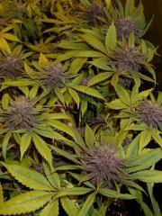 purple pck F+37