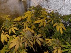 01. vert F+59