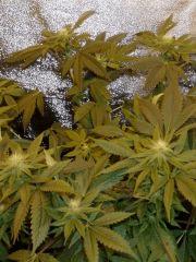 03.PCK pheno vert FLO+21 jours