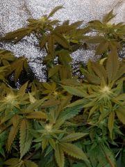 02.PCK pheno vert FLO+21 jours