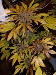 03. pck pheno Rosé F+60