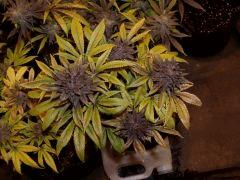 02. pck purple pheno #2 f+60