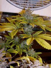 03. pck pheno "vert" F+60
