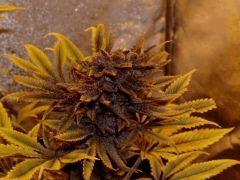 F+60 pheno purple 1