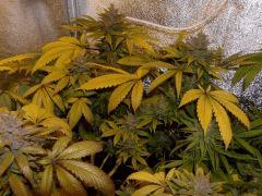 02. vert F+59