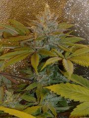 green F+50