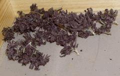 dry purple 2