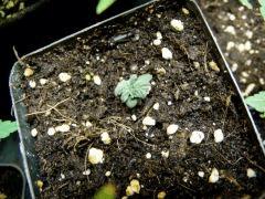 Pck thrips