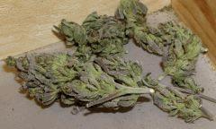 dry green