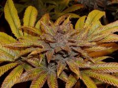 F+60 pheno rosé