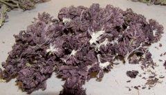 dry purple 1