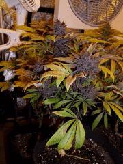 03. pck purple pheno #2 f+60