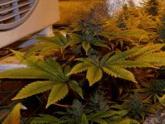 02. pck pheno "vert" F+60