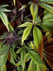 purple 2.3
