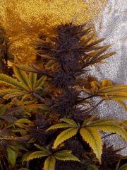 03. pck purple pheno #1 F+60