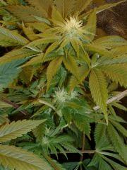 01.PCK pheno vert FLO+21 jours