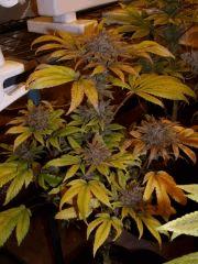 01. pck pheno Rosé F+60