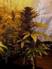 01. pck purple pheno #1 F+60