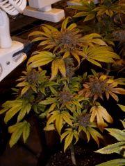 01. pck pheno "vert" F+60