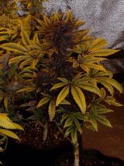 02. pck purple pheno #1 F+60