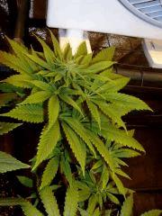 pck green