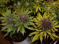 2 phénos purple pck