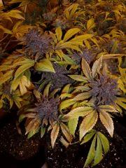 01. pck purple pheno #2 f+60