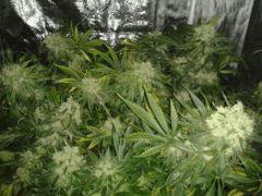°)SLH FLO+51(°