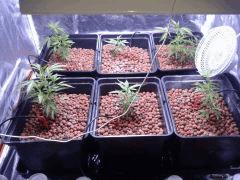 °)Super Lemon Haze(°