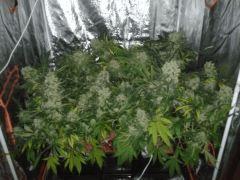 °)SLH FLO+51(°