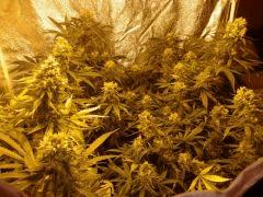 °)SLH FLO +41(°