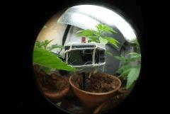 fisheye temp