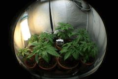 fisheyes