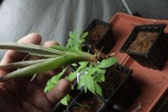 aloe