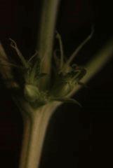 IMG 6679