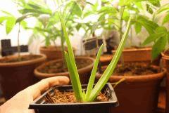 aloe