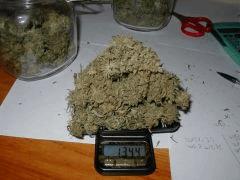 la plus grosse white skunk