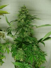 ws droite