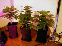 mes 3 White diesel