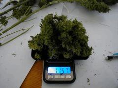 Une WD sur la balance