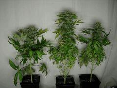 white skunk J+130env. 17°C