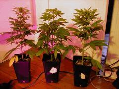 mes 3 white skunk