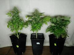 White diesel J+130env 17°C