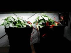 2 white diesel en croissance+ palissage