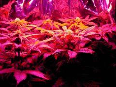 inside the onebud placo