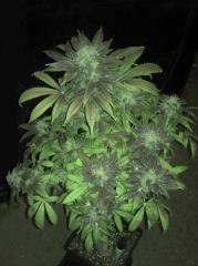 2012 03 03