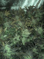 Tropimango