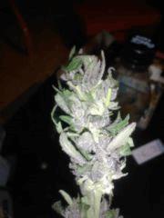 purple....