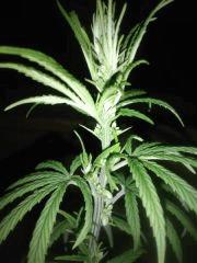 purple male