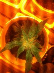Chronic!